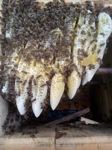 3; Roiul de albine construieste o varietate de celule.Celule de lucratoare,miere,puiet,trantori,etc.
