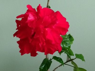 Floare Hibiscus rosu involt clasic