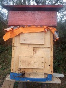 Stup traditional; In acest stup albinele is construiesc singure fagurii.
