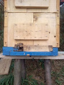 Stup traditional; Albinele paznic...stau in zona urdinisului si pazesc stupul de unii intrusi.Albine hoate,viespi,soareci,etc.
