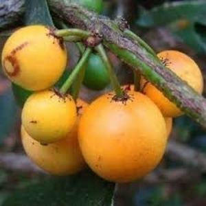 Fructe mangostan galben; Din Australia
