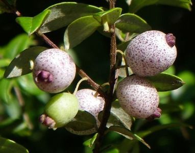 Austromyrtus dulcis; Fructe asemănătoare cu lilly pilly, dulci
