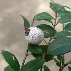 austromyrtus dulcis - midgen berry