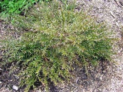 Arbust de Austromyrtus dulcis; Din Australia. Acesta crește în jur de 80 cm.
