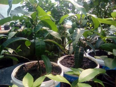 Plante de mango