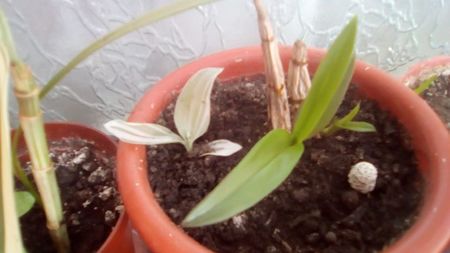 Tradescanția Fluminensis Variegata, Dendrobium si Mammillaria Gracilis