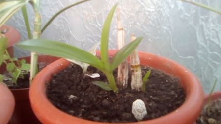 Dendrobium - lastarire