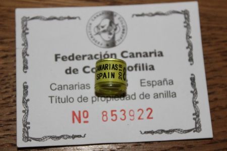 F. CANARIA C.C. ESPANA 2018