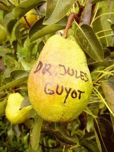 Para Dr Jules Guyot; Para Dr Jules Guyot
