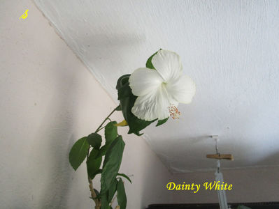 Dainty White(9-08-2018)