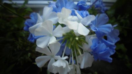 Plumbago auriculata