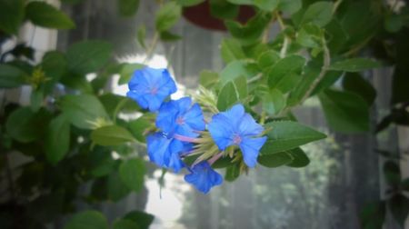 Ceratostigma plumbaginoides