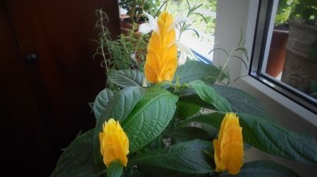 Pachystachys lutea