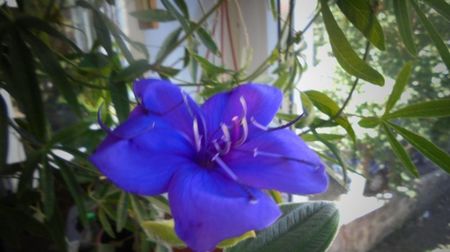 Tibouchina urvilleana