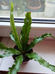 asplenium