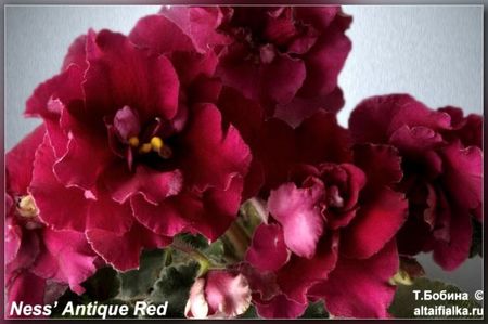 Ness Antique Red