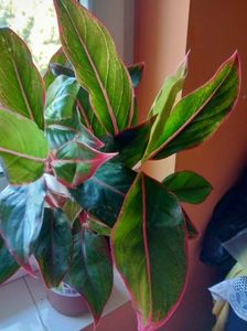 aglaonema crete