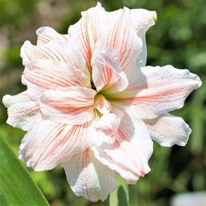 Amaryllis floare