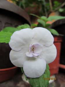Double Picotte Rose