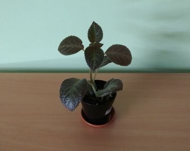 Episcia Pinkiscia (15); Planta tanara, inradacinata in ghiveci de 8 cm - 15 Lei.
