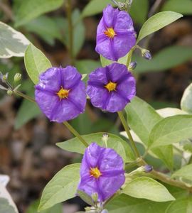 Solanum rantonnetii-flori