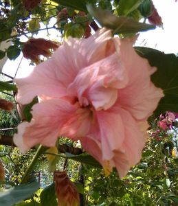 Clasic pink2-floare