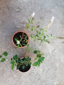 Budleja davidii si Forsithia intermedia 15 ron; Plante de exterior la ghivece 15 ron/buc

