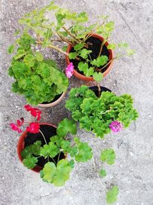 Muscate 12 ron/buc; Diverse culori, plante mature la ghivece.
Pelargonium zonale, culori roz-lila, rosu, corai
