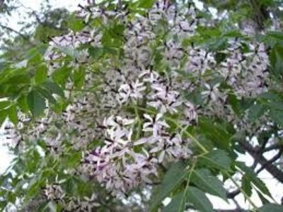 chinaberry tree; Lica chilom
