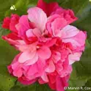 Pink_Bouquet