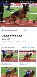 Quoran D'Ulmental; Quoran D&#039;Ulmental
