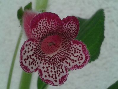 Kohleria Yf‘s Leah