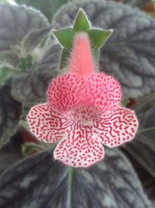 Kohleria Sunshine