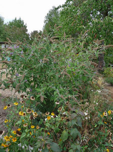 Buddleja; P2470245
