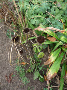 Echinacea - 6 tufe pierdute; P2470254
