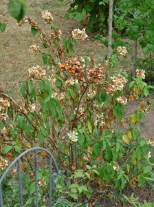 Hortensia paniculata!; P2470313
