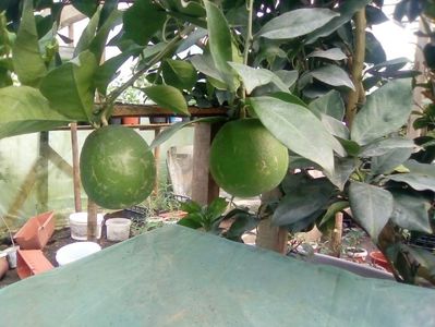 Fructe portocal Olanda; Portocalul dulce (Citrus sinensis)
