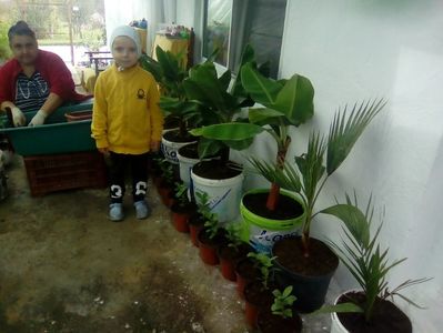 Soția, nepotul , bananii pitici și palmieri