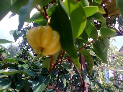 Fruct cireș pitanga