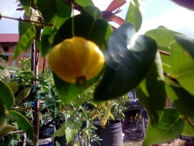 Fruct pitanga; Cireș brazilian -Eugenia Uniflora
