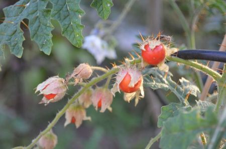 Litchi tomatos