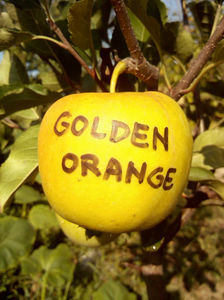Mar Golden Orange; Mar Golden Orange
