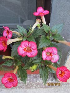 Petite Marquise