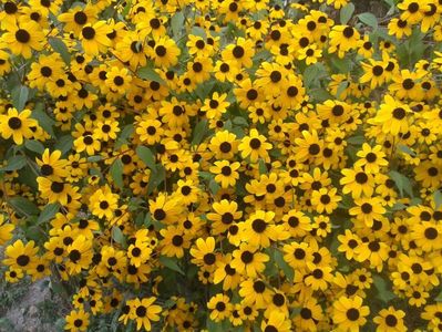IMG-20180907-WA0010