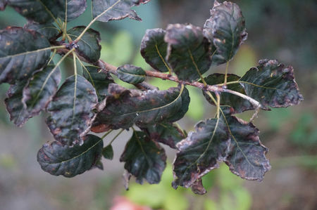 Cotinus bolnav; Nu știu ce are. Asa l-am primit, prin iulie, dar am crezut că ii cresc frunze noi și se repara. Nu au mai creescut alte frunze.
