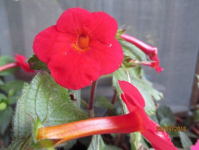 Habanero