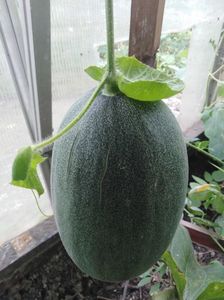 giant melone