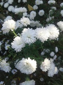 e.  Aster alb flori batute