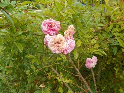 Pink Ghislaine de Feligonde