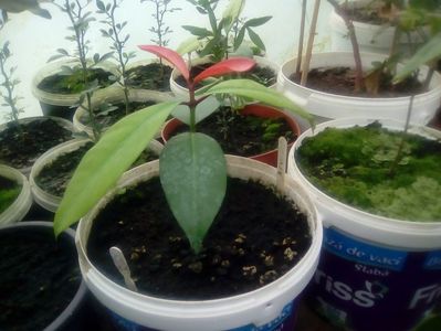 Mangostan galben- garcinia dulcis; O plantă foarte rară
